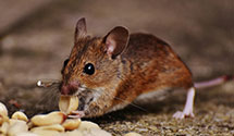 24 Hour & Emergency Exterminators in Ruscmbmnr Twp, PA